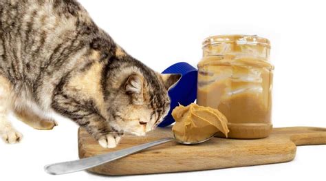 Can Cats Eat Peanut Butter Is Peanut Butter Safe For Cats
