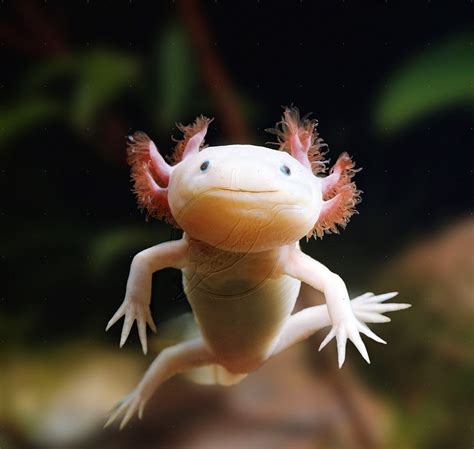 Axolotl Fun Animals Wiki Videos Pictures Stories