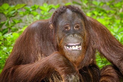 Portrait Of Orangutan Pongo Pygmaeus Smiling Editorial Photo Image