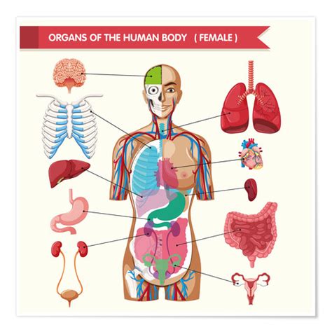 There is a wide range of normality of female body shapes. Organs of the female body Posters and Prints | Posterlounge.co.uk