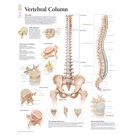 Choose from 500 different sets of flashcards about human anatomy bones on quizlet. Scientific Publishing Human Vertebral Column Anatomy Chart