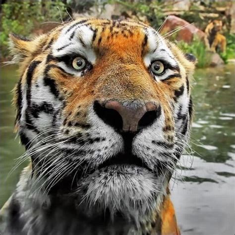 Funny Tiger Face Animals Of The World Animals Wild Wild Cats