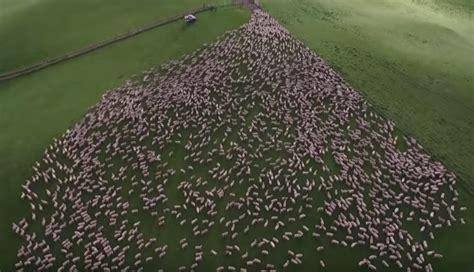 Drone Flies Over The Grassland Of New Zealand Captures Incredible