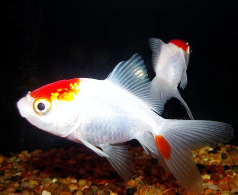 Red And White Fantail Goldfish Photograph By Shere Crossman Fine Art