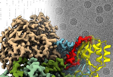 Structural Biology John Innes Centre