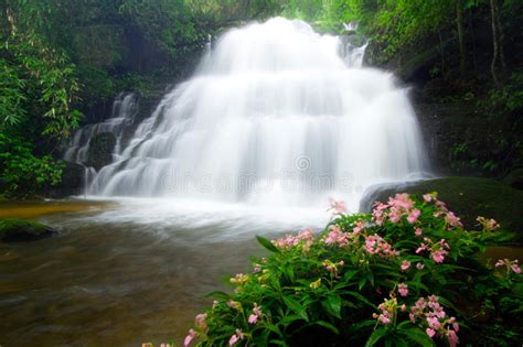 Mun Daeng Waterfall And Rare Flower On Tropical Stock Photography