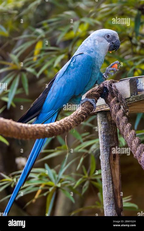 The Spixs Macaw Is A Macaw Native To Brazil The Bird Is A Medium Size