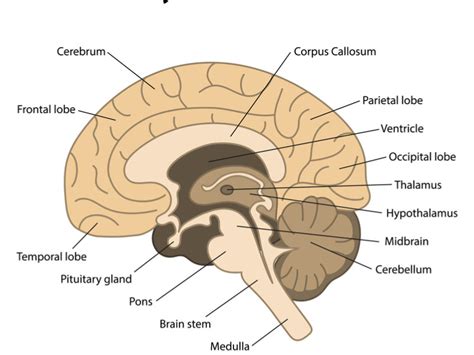 Get To Know The Lobes Of The Brain An Easy Guide
