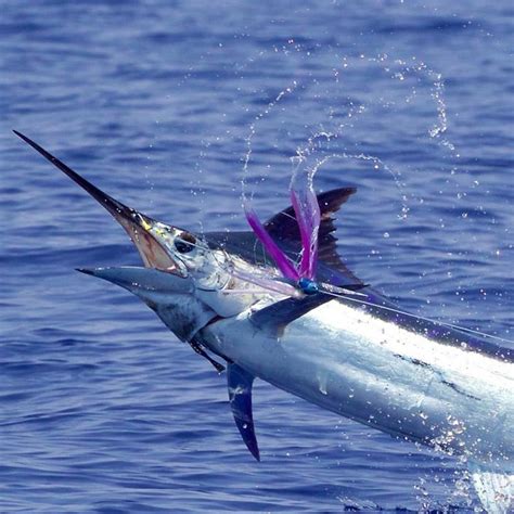 Two For Three On Blue Marlin Fishing Report September 01 2016