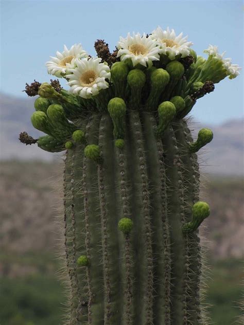 The saguaro cactus is a very unusual looking tree of the desert. Flowering Saguaro Cactus | Flickr - Photo Sharing!