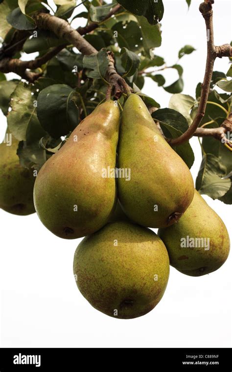 Pear Concorde On Tree Pyrus Communis Concorde Stock Photo Alamy