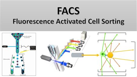 The Principle Of Flow Cytometry And Facs 2 Facs Fluorescence