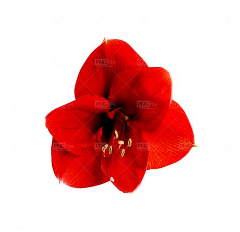 Amaryllis Flower Png Free Download - Photo #133 - PngFile.net | Free ...
