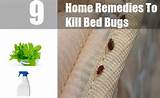 Pictures of Home Remedies Bugs