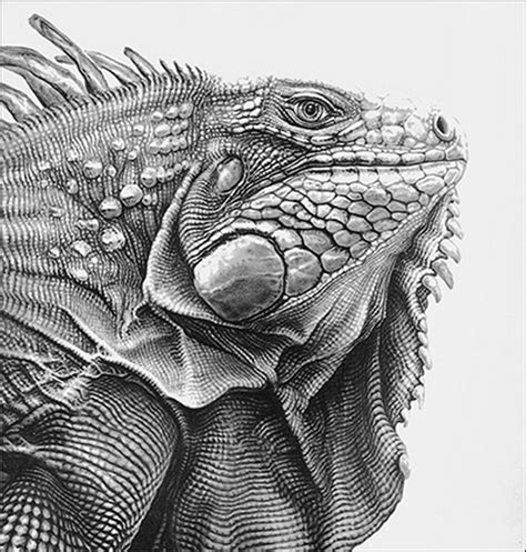 Génial Absolument Gratuit Reptiles Desenho Suggestionsdessin Diguane