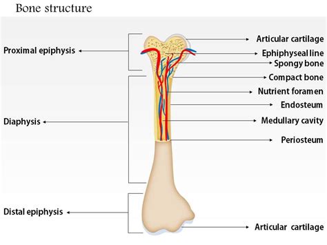 0714 Bone Structure Medical Images For Powerpoint Powerpoint