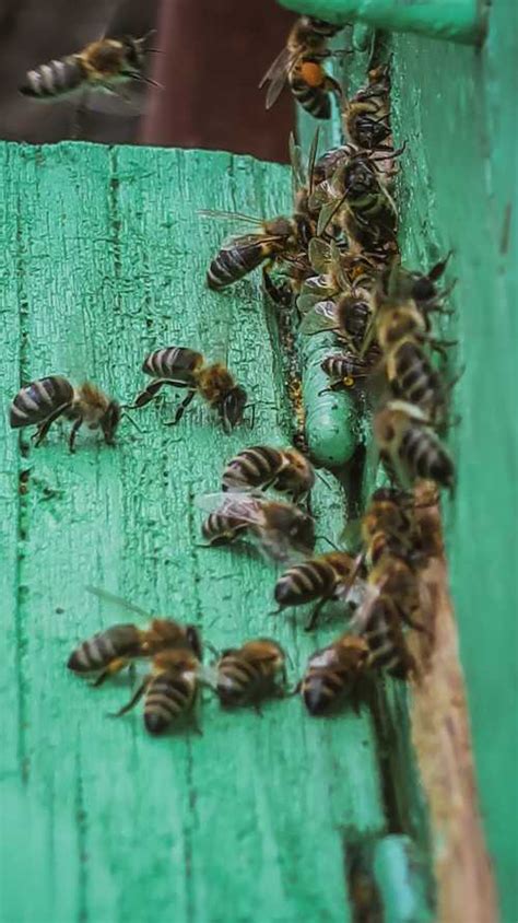 How Do Honey Bees Use Pheromones The Different Pheromones And Functions