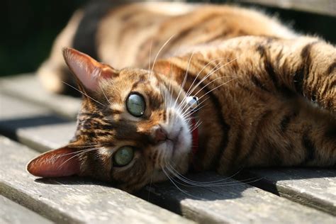 All About Bengal Cats Characteristic Cost Fun Facts And More