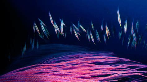 Nature Underwater Sea Animals Fish Colorful Deep Sea Wallpapers