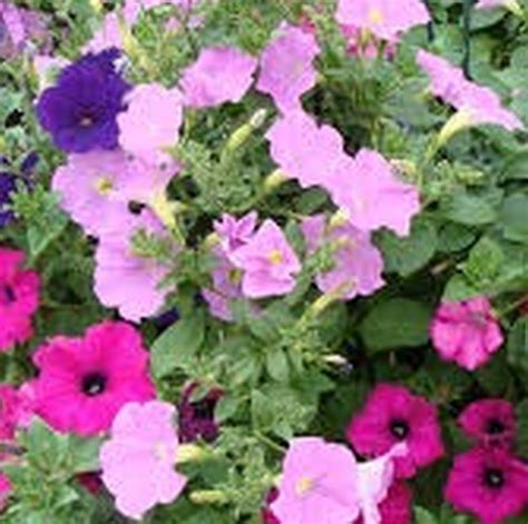 Petunia Mix Star Nursery Garden And Rock Centers