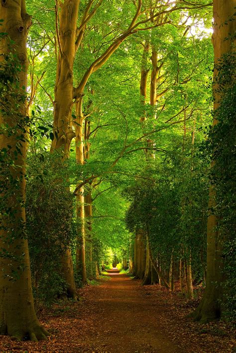Forest Trees Paths Forest Path Landscape Nature Path Light