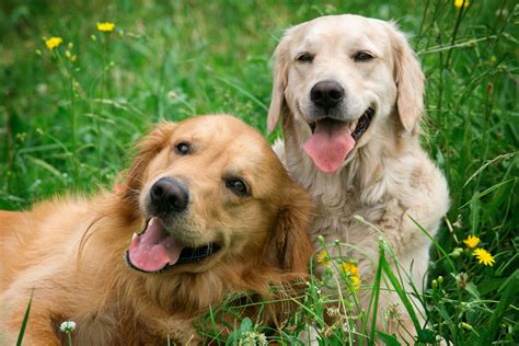 Why Are Dogs So Friendly The Answer According To Science Paw Five