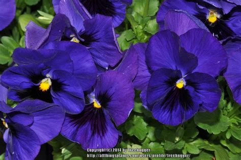 Pansy Viola X Wittrockiana Matrix™ Deep Blue Blotch In The Violas
