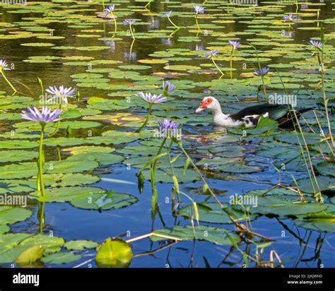 A Muscovy Duck Floating In A Pond Stock Photo Alamy