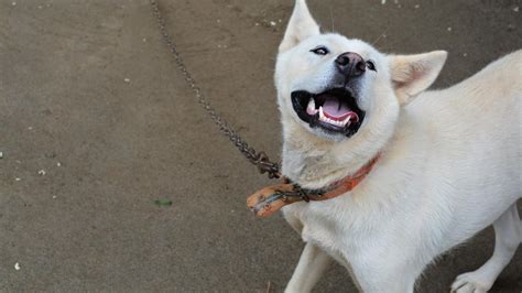 Perro De Chindo La Raza Nacional De Corea Que Ha Sido Declarada Tesoro