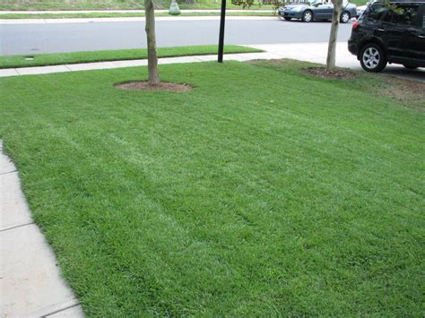 Check spelling or type a new query. Bermuda Sod installer-Any recommendations? (how much, live, to move) - Charlotte - North ...
