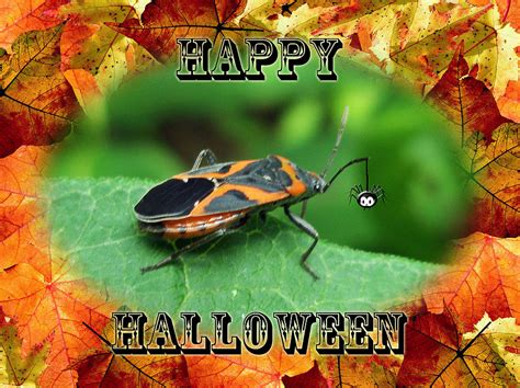 Halloween Greeting Card Presidio Pest Management