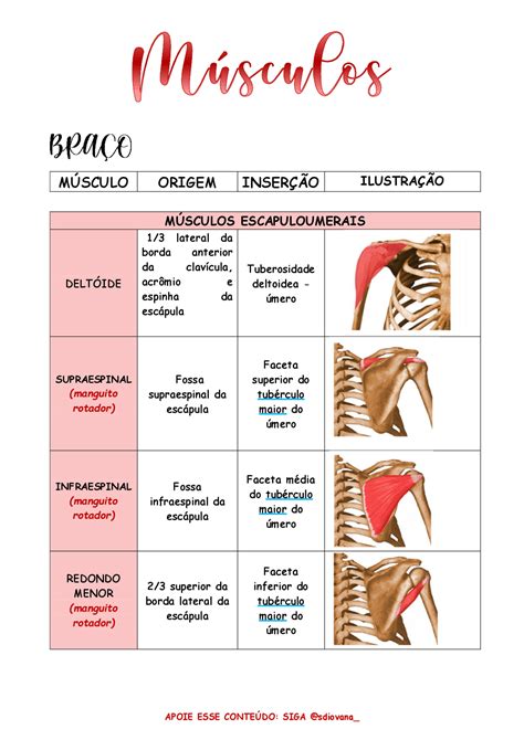 Tabela De Músculos Com Os Principais Pontos Esquemas Anatomia Docsity