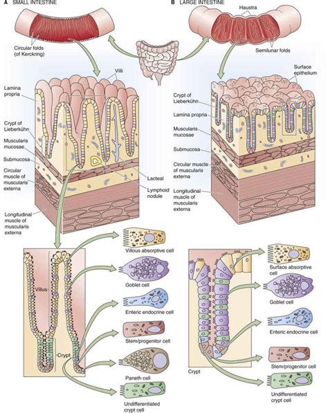 Crypts Anatomy Anatomy Diagram Source