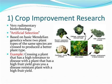 PPT - Agricultural Biotechnology PowerPoint Presentation ...