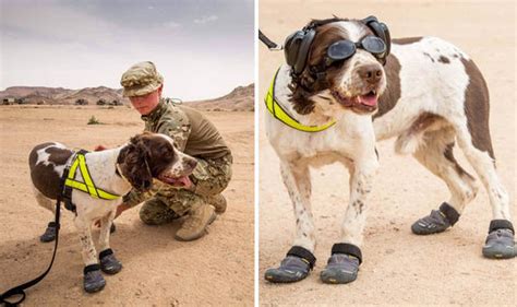 The Springer Spaniel Who Has Spent Five Years Sniffing Out
