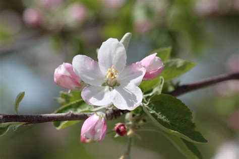 Apple Blossom Free Stock Photo Public Domain Pictures