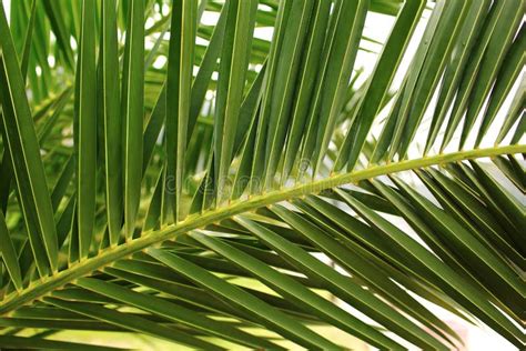 Green Palm Leaf Tropical Island Jungle Abstract Photo Sunny Day In