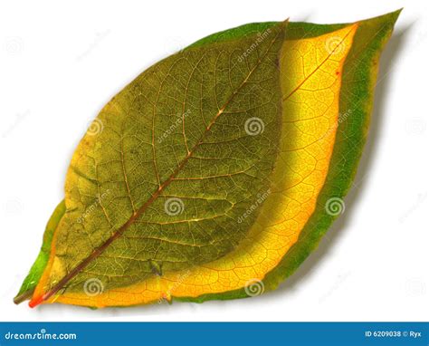 Green And Yellow Leaves Stock Photo Image Of Plant Yellow 6209038