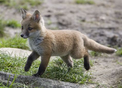 Fox Cub Fox Cub Richard Mcmanus Flickr