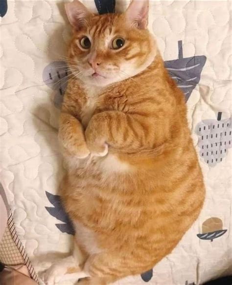 2410 Best Chonk Images On Pholder Chonkers Absolute Units And Aww