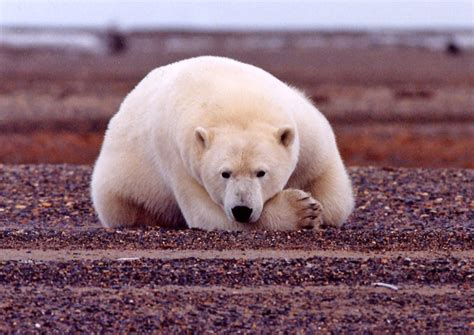 Polar Bear Evolution Tracked Climate Change New Dna Study Suggests