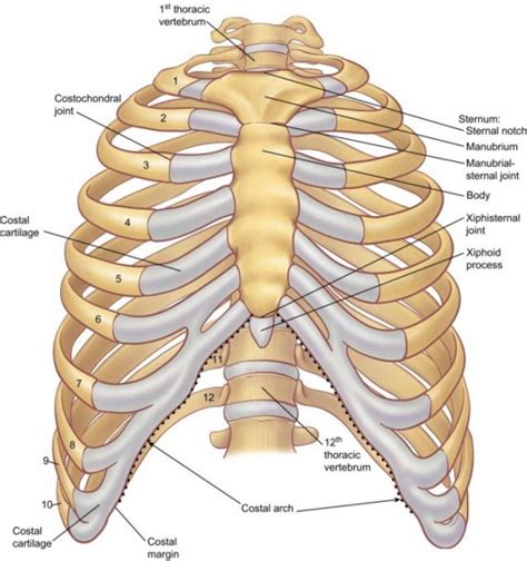 Human Body Diagram Ribs Rib Cage Anatomy Diagram Body Ribs Human