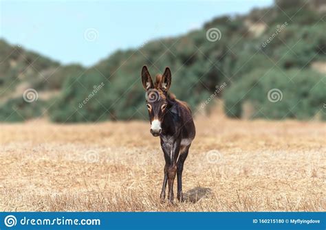 A Portrait Of A Small Baby Donkey Grazing On The Field On A Background