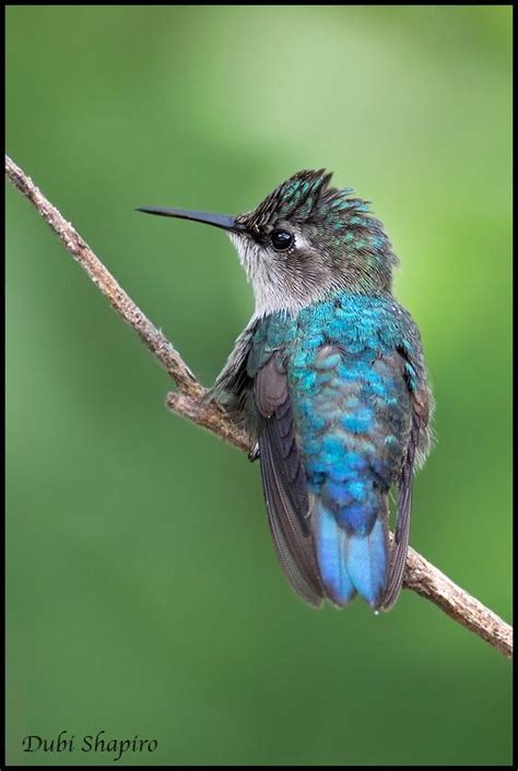 Bee Hummingbird The Smallest Bird In The World Is Found In Cuba