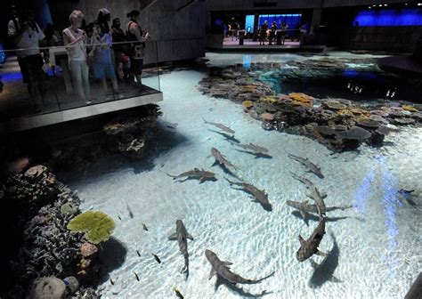 In National Aquariums Blacktip Reef Exhibit Sharks Find An Uneasy