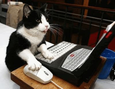 Cat playing computer game :: Funny :: MyNiceProfile.com