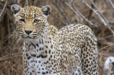 Fileone Eyed African Leopard Wikimedia Commons