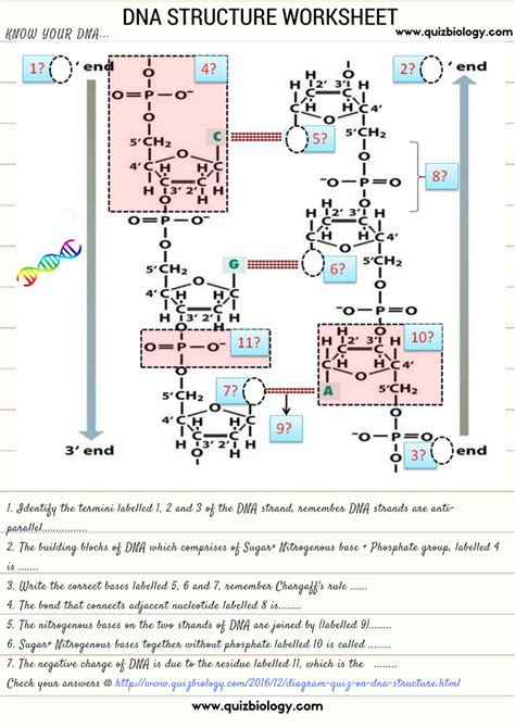 Many motivators misconception about the material they provide when meeting audiences. Dna Base Pairing Worksheet Answer Key Pdf - worksheet
