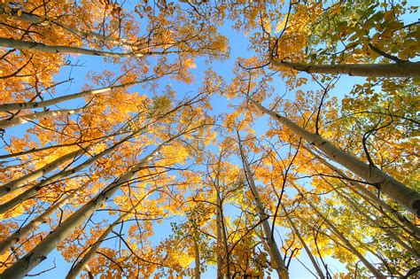 Great Ways To Enjoy Fall Foliage In Charlottesville Charlottesville