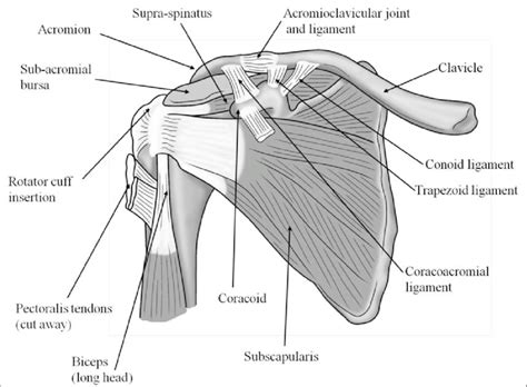 Diagram shoulder muscles 115 muscles of the pectoral girdle and upper limbs anatomy and. An anterior view of the deep muscles and ligaments of the ...